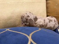 Cacau , a female Miniature Dachshund for sale in Kissimmee, FL – 4 of 9