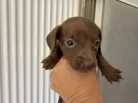 Chocolate , a female Miniature Dachshund for sale in Kissimmee, FL – 4 of 10
