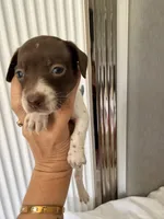 Aurora , a female Miniature Dachshund for sale in Kissimmee, FL – 4 of 10