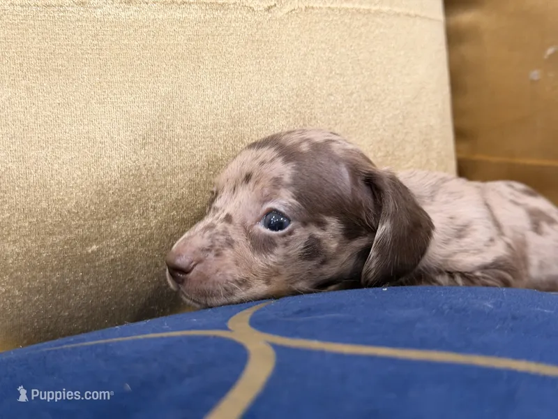 Cacau  – Miniature Dachshund puppy for sale in Kissimmee, FL