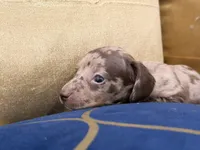 Cacau , a female Miniature Dachshund for sale in Kissimmee, FL – 1 of 9