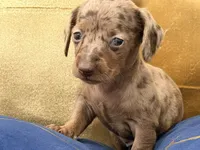 Cacau , a female Miniature Dachshund for sale in Kissimmee, FL – 2 of 9