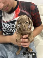 brownie, a female Miniature Dachshund for sale in Kissimmee, FL – 4 of 6