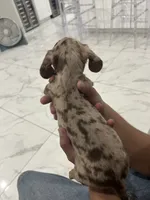 roxie, a female Miniature Dachshund for sale in Kissimmee, FL – 3 of 4