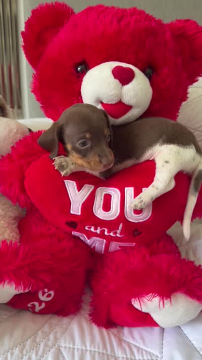 Aurora , a female Miniature Dachshund for sale in Kissimmee, FL – 3 of 10