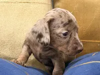 Cacau , a female Miniature Dachshund for sale in Kissimmee, FL – 6 of 9
