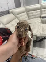 brownie, a female Miniature Dachshund for sale in Kissimmee, FL – 6 of 6