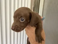 Chocolate , a female Miniature Dachshund for sale in Kissimmee, FL – 5 of 10