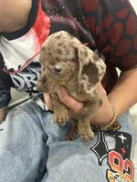 brownie, a female Miniature Dachshund for sale in Kissimmee, FL – 1 of 6