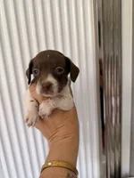 Aurora , a female Miniature Dachshund for sale in Kissimmee, FL – 7 of 10