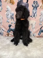 Orange Collar, a male Poodle - Standard  for sale in Westminster, CA – Photo 5 of 10