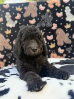 Orange Collar, a male Poodle - Standard  for sale in Westminster, CA – Photo 7 of 10