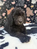 Orange Collar, a male Poodle - Standard  for sale in Westminster, CA – Photo 8 of 10