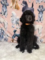 Orange Collar, a male Poodle - Standard  for sale in Westminster, CA – Photo 4 of 10