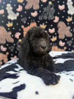Orange Collar, a male Poodle - Standard  for sale in Westminster, CA – Photo 9 of 10