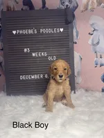 Black Collar, a male Poodle - Standard  for sale in Westminster, CA – Photo 10 of 10
