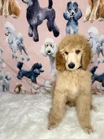 Black Collar, a male Poodle - Standard  for sale in Westminster, CA – Photo 5 of 10