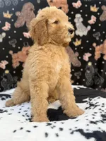 Black Collar, a male Poodle - Standard  for sale in Westminster, CA – Photo 8 of 10