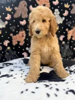 Black Collar, a male Poodle - Standard  for sale in Westminster, CA – Photo 7 of 10