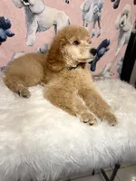 Black Collar, a male Poodle - Standard  for sale in Westminster, CA – Photo 3 of 10