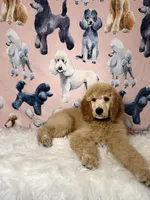 Black Collar, a male Poodle - Standard  for sale in Westminster, CA – Photo 4 of 10