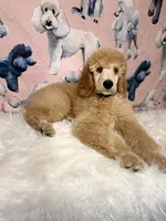 Black Collar, a male Poodle - Standard  for sale in Westminster, CA – Photo 6 of 10