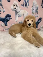 Black Collar, a male Poodle - Standard  for sale in Westminster, CA – Photo 2 of 10