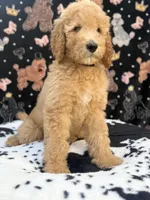 Black Collar, a male Poodle - Standard  for sale in Westminster, CA – Photo 9 of 10