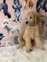 Red Collar, a male Poodle - Standard  for sale in Westminster, CA – Photo 2 of 10