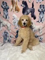 Red Collar, a male Poodle - Standard  for sale in Westminster, CA – Photo 5 of 10