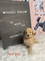 Red Collar, a male Poodle - Standard  for sale in Westminster, CA – Photo 10 of 10