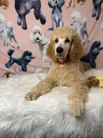 Red Collar, a male Poodle - Standard  for sale in Westminster, CA – Photo 4 of 10