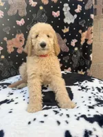 Red Collar, a male Poodle - Standard  for sale in Westminster, CA – Photo 6 of 10