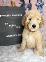 Red Collar, a male Poodle - Standard  for sale in Westminster, CA – Photo 8 of 10