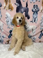 Red Collar, a male Poodle - Standard  for sale in Westminster, CA – Photo 3 of 10