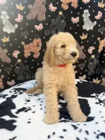 Red Collar, a male Poodle - Standard  for sale in Westminster, CA – Photo 7 of 10