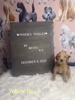 Yellow Collar, a male Poodle - Standard  for sale in Westminster, CA – Photo 10 of 10