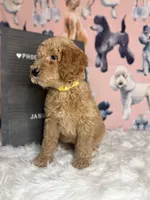 Yellow Collar, a male Poodle - Standard  for sale in Westminster, CA – Photo 6 of 10