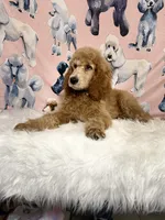 Yellow Collar, a male Poodle - Standard  for sale in Westminster, CA – Photo 7 of 10