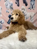 Yellow Collar, a male Poodle - Standard  for sale in Westminster, CA – Photo 1 of 10