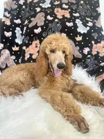 Yellow collar , a male Poodle - Standard  for sale in Westminster, CA – Photo 4 of 10