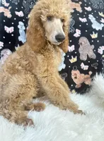 Yellow collar , a male Poodle - Standard  for sale in Westminster, CA – Photo 7 of 10