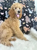 Yellow collar , a male Poodle - Standard  for sale in Westminster, CA – Photo 3 of 10