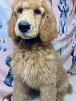 Kronk Yellow collar , a male Poodle - Standard  for sale in Westminster, CA – Photo 10 of 10