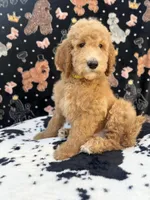 Kronk Yellow collar , a male Poodle - Standard  for sale in Westminster, CA – Photo 6 of 10