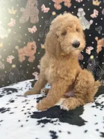 Kronk Yellow collar , a male Poodle - Standard  for sale in Westminster, CA – Photo 4 of 10