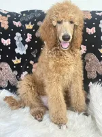 Kronk Yellow collar , a male Poodle - Standard  for sale in Westminster, CA – Photo 5 of 10