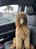 Kronk Yellow collar , a male Poodle - Standard  for sale in Westminster, CA – Photo 9 of 10