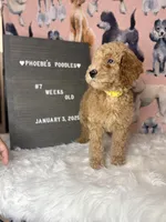 Kronk (yellow collar), a male Poodle - Standard  for sale in Westminster, CA – Photo 2 of 7