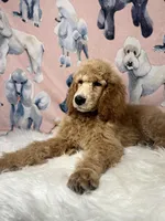 Kronk (yellow collar), a male Poodle - Standard  for sale in Westminster, CA – Photo 3 of 7